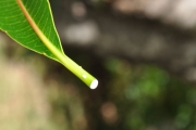 <strong>Euphorbiaceae - Stillingia lineata - (Lam.) Müll.Arg.</strong><br />© Sarrailh Jean-Michel / CIRAD