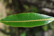 <strong>Euphorbiaceae - Stillingia lineata - (Lam.) Müll.Arg.</strong><br />© Sarrailh Jean-Michel / CIRAD