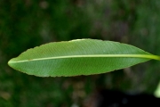 <strong>Euphorbiaceae - Stillingia lineata - (Lam.) Müll.Arg.</strong><br />© Sarrailh Jean-Michel / CIRAD