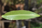 <strong>Euphorbiaceae - Stillingia lineata - (Lam.) Müll.Arg.</strong><br />© Sarrailh Jean-Michel / CIRAD