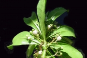 <strong>Goodeniaceae - Scaevola taccada - (Gaertn.) Roxb.</strong><br />© Sarrailh Jean-Michel / CIRAD