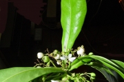 <strong>Goodeniaceae - Scaevola taccada - (Gaertn.) Roxb.</strong><br />© Sarrailh Jean-Michel / CIRAD