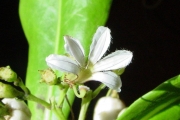 <strong>Goodeniaceae - Scaevola taccada - (Gaertn.) Roxb.</strong><br />© Sarrailh Jean-Michel / CIRAD