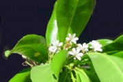 <strong>Goodeniaceae - Scaevola taccada - (Gaertn.) Roxb.</strong><br />© Sarrailh Jean-Michel / CIRAD