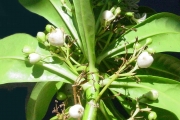 <strong>Goodeniaceae - Scaevola taccada - (Gaertn.) Roxb.</strong><br />© Sarrailh Jean-Michel / CIRAD