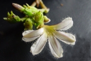 <strong>Goodeniaceae - Scaevola taccada - (Gaertn.) Roxb.</strong><br />© Sarrailh Jean-Michel / CIRAD