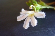 <strong>Goodeniaceae - Scaevola taccada - (Gaertn.) Roxb.</strong><br />© Sarrailh Jean-Michel / CIRAD