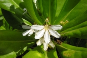 <strong>Goodeniaceae - Scaevola taccada - (Gaertn.) Roxb.</strong><br />© Sarrailh Jean-Michel / CIRAD