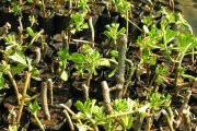 <strong>Goodeniaceae - Scaevola taccada - (Gaertn.) Roxb.</strong><br />© Sarrailh Jean-Michel / CIRAD