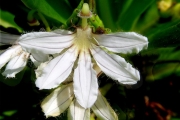 <strong>Goodeniaceae - Scaevola taccada - (Gaertn.) Roxb.</strong><br />© Sarrailh Jean-Michel / CIRAD
