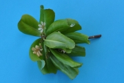 <strong>Goodeniaceae - Scaevola taccada - (Gaertn.) Roxb.</strong><br />© Sarrailh Jean-Michel / CIRAD