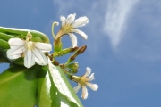 <strong>Goodeniaceae - Scaevola taccada - (Gaertn.) Roxb.</strong><br />© Sarrailh Jean-Michel / CIRAD