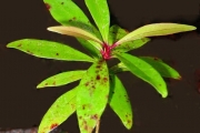 <strong>Myrtaceae - Syzygium borbonicum - J.Gueho & A.J.Scott</strong><br />© Sarrailh Jean-Michel / CIRAD
