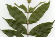 <strong>Myrtaceae - Syzygium borbonicum - J.Gueho & A.J.Scott</strong><br />© Sarrailh Jean-Michel / CIRAD