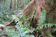 <strong>Myrtaceae - Syzygium borbonicum - J.Gueho & A.J.Scott</strong><br />© Sarrailh Jean-Michel / CIRAD