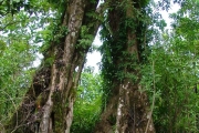 <strong>Myrtaceae - Syzygium borbonicum - J.Gueho & A.J.Scott</strong><br />© Baret Stéphane