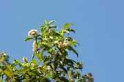 <strong>Myrtaceae - Syzygium borbonicum - J.Gueho & A.J.Scott</strong><br />© Sarrailh Jean-Michel / CIRAD