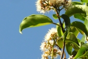 <strong>Myrtaceae - Syzygium borbonicum - J.Gueho & A.J.Scott</strong><br />© Sarrailh Jean-Michel / CIRAD