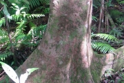 <strong>Myrtaceae - Syzygium borbonicum - J.Gueho & A.J.Scott</strong><br />© Sarrailh Jean-Michel / CIRAD