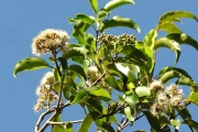 <strong>Myrtaceae - Syzygium borbonicum - J.Gueho & A.J.Scott</strong><br />© Sarrailh Jean-Michel / CIRAD