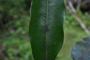 <strong>Myrtaceae - Syzygium borbonicum - J.Gueho & A.J.Scott</strong><br />© Sarrailh Jean-Michel / CIRAD