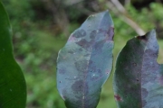 <strong>Myrtaceae - Syzygium borbonicum - J.Gueho & A.J.Scott</strong><br />© Sarrailh Jean-Michel / CIRAD