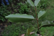 <strong>Myrtaceae - Syzygium borbonicum - J.Gueho & A.J.Scott</strong><br />© Sarrailh Jean-Michel / CIRAD