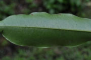 <strong>Myrtaceae - Syzygium borbonicum - J.Gueho & A.J.Scott</strong><br />© Sarrailh Jean-Michel / CIRAD
