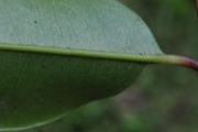 <strong>Myrtaceae - Syzygium borbonicum - J.Gueho & A.J.Scott</strong><br />© Sarrailh Jean-Michel / CIRAD