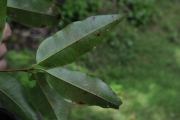 <strong>Myrtaceae - Syzygium borbonicum - J.Gueho & A.J.Scott</strong><br />© Sarrailh Jean-Michel / CIRAD