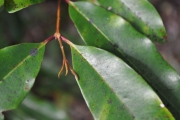 <strong>Myrtaceae - Syzygium borbonicum - J.Gueho & A.J.Scott</strong><br />© Sarrailh Jean-Michel / CIRAD