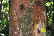 <strong>Myrtaceae - Syzygium borbonicum - J.Gueho & A.J.Scott</strong><br />© Sarrailh Jean-Michel / CIRAD