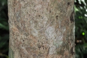 <strong>Myrtaceae - Syzygium borbonicum - J.Gueho & A.J.Scott</strong><br />© Sarrailh Jean-Michel / CIRAD