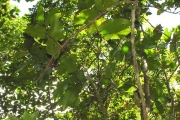 <strong>Myrtaceae - Syzygium cordemoyi - Bosser & Cadet</strong><br />© Sarrailh Jean-Michel / CIRAD