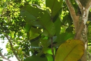 <strong>Myrtaceae - Syzygium cordemoyi - Bosser & Cadet</strong><br />© Sarrailh Jean-Michel / CIRAD