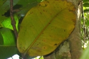 <strong>Myrtaceae - Syzygium cordemoyi - Bosser & Cadet</strong><br />© Sarrailh Jean-Michel / CIRAD