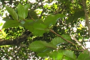 <strong>Myrtaceae - Syzygium cordemoyi - Bosser & Cadet</strong><br />© Sarrailh Jean-Michel / CIRAD