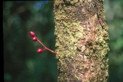 <strong>Myrtaceae - Syzygium cymosum - (Lam.) DC</strong><br />© Sarrailh Jean-Michel / CIRAD