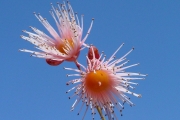 <strong>Myrtaceae - Syzygium cymosum - (Lam.) DC</strong><br />© Sarrailh Jean-Michel / CIRAD