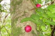 <strong>Myrtaceae - Syzygium cymosum - (Lam.) DC</strong><br />© Sarrailh Jean-Michel / CIRAD