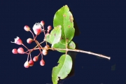 <strong>Myrtaceae - Syzygium cymosum - (Lam.) DC</strong><br />© Sarrailh Jean-Michel / CIRAD