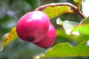<strong>Myrtaceae - Syzygium cymosum - (Lam.) DC</strong><br />© Sarrailh Jean-Michel / CIRAD
