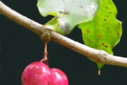 <strong>Myrtaceae - Syzygium cymosum - (Lam.) DC</strong><br />© Sarrailh Jean-Michel / CIRAD