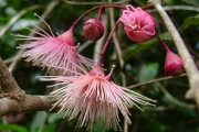 <strong>Myrtaceae - Syzygium cymosum - (Lam.) DC</strong><br />© Baret Stéphane