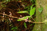 <strong>Myrtaceae - Syzygium cymosum - (Lam.) DC</strong><br />© Sarrailh Jean-Michel / CIRAD