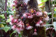 <strong>Myrtaceae - Syzygium cymosum - (Lam.) DC</strong><br />© Perroud Annaïg