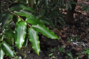 <strong>Myrtaceae - Syzygium cymosum - (Lam.) DC</strong><br />© Sarrailh Jean-Michel / CIRAD
