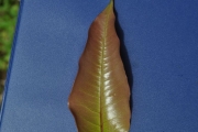 <strong>Myrtaceae - Syzygium cymosum - (Lam.) DC</strong><br />© Sarrailh Jean-Michel / CIRAD