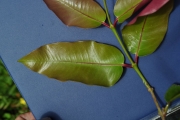 <strong>Myrtaceae - Syzygium cymosum - (Lam.) DC</strong><br />© Sarrailh Jean-Michel / CIRAD