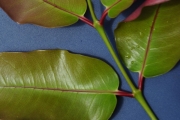 <strong>Myrtaceae - Syzygium cymosum - (Lam.) DC</strong><br />© Sarrailh Jean-Michel / CIRAD
